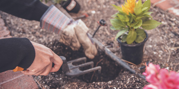 Consells i dubtes sobre jardineria
